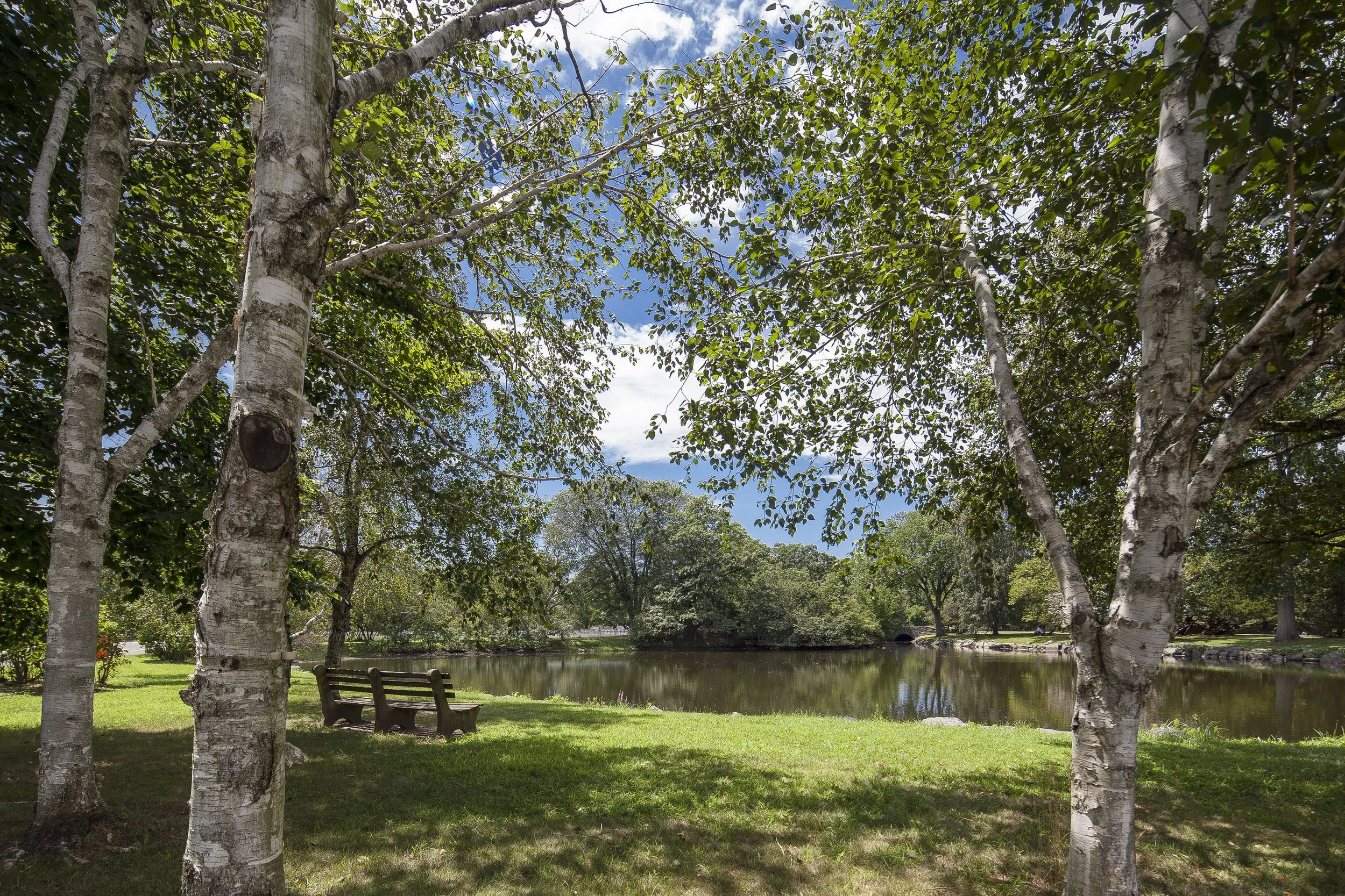 Quiet park scene: birch trees frame a pond and an empty wooden bench on sun-dappled grass